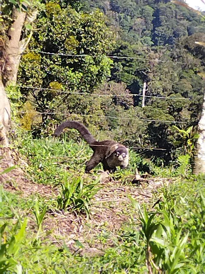 Hospedaje Bosque Del Rio Monteverde Kültér fotó