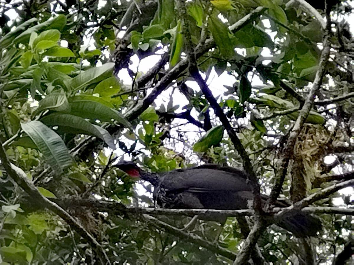 Hospedaje Bosque Del Rio Monteverde Kültér fotó